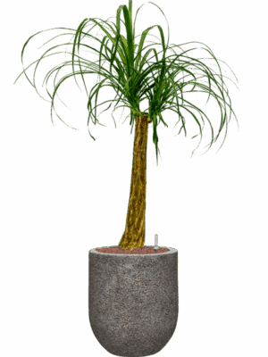 Beaucarnea Recurvata In Baq Naturescast D 22 H 112 cm - PlantenShop24 - 02-05-2025