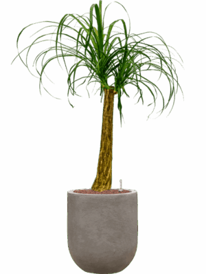 Beaucarnea Recurvata In Baq Nucast D 22 H 112 cm - PlantenShop24 - 02-05-2025