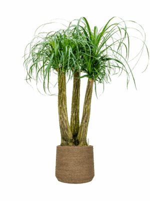 Beaucarnea Recurvata In Bohemian D 28 H 129 cm - PlantenShop24 - 22-05-2025