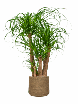 Beaucarnea Recurvata In Bohemian D 32 H 128 cm - PlantenShop24 - 14-05-2025