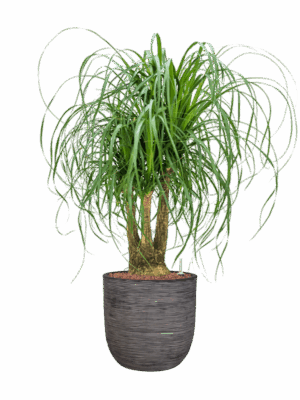 Beaucarnea Recurvata In Capi Nature Rib NL D 25 H 114 cm - PlantenShop24 - 22-05-2025