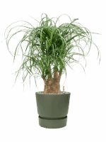 Beaucarnea Recurvata In Greenville D 21 H 72 cm - PlantenShop24 - 21-05-2025