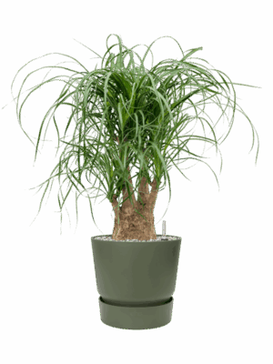 Beaucarnea Recurvata In Greenville D 21 H 72 cm - PlantenShop24 - 21-05-2025