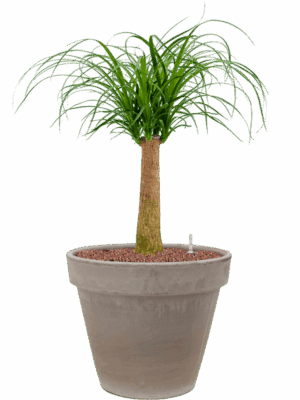 Beaucarnea Recurvata In Terra Cotta D 18 H 77 cm - PlantenShop24 - 21-05-2025