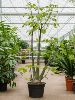 Bombax Ellipticum D 42 H 210 cm - PlantenShop24 - 01-05-2025