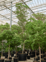 Bucida Buceras Shady Lady D 120 H 650 cm - PlantenShop24 - 14-05-2025