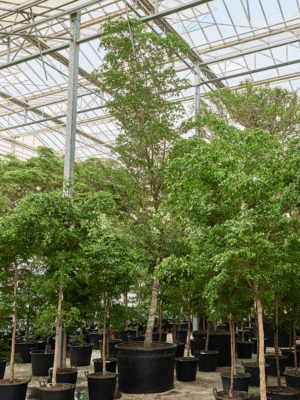Bucida Buceras Shady Lady D 120 H 650 cm - PlantenShop24 - 14-05-2025
