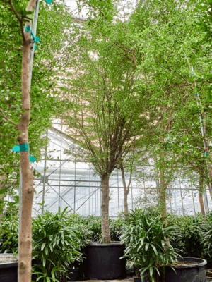 Bucida Buceras Shady Lady D 140 H 775 cm - PlantenShop24 - 07-05-2025