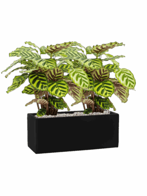 Calathea Makoyana In Fiberstone D 17 H 50 cm - PlantenShop24 - 21-05-2025