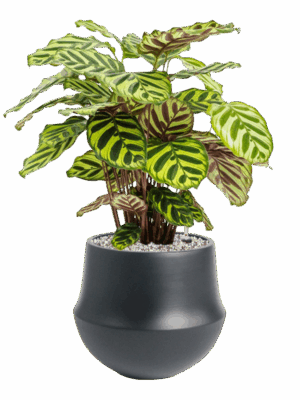Calathea Makoyana In Fusion D 17 H 53 cm - PlantenShop24 - 21-05-2025