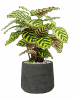 Calathea Makoyana In Rough D 17 H 51 cm - PlantenShop24 - 26-05-2025