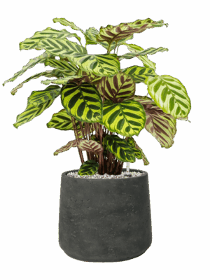 Calathea Makoyana In Rough D 17 H 51 cm - PlantenShop24 - 26-05-2025