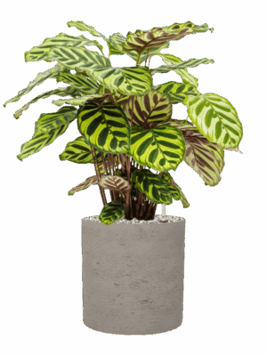 Calathea Makoyana In Rough D 17 H 52 cm - PlantenShop24 - 21-05-2025