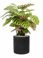 Calathea Makoyana In Rough D 17 H 52 cm - PlantenShop24 - 21-05-2025