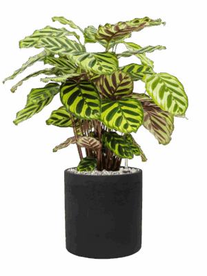 Calathea Makoyana In Rough D 17 H 52 cm - PlantenShop24 - 21-05-2025