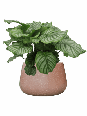Calathea Orbifolia In Baq Terrazzo D 24 H 71 cm - PlantenShop24 - 21-05-2025
