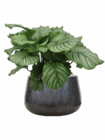 Calathea Orbifolia In Baq Terrazzo D 24 H 71 cm - PlantenShop24 - 21-05-2025
