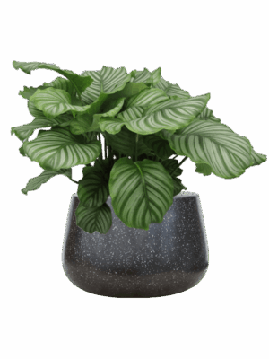 Calathea Orbifolia In Baq Terrazzo D 24 H 71 cm - PlantenShop24 - 21-05-2025
