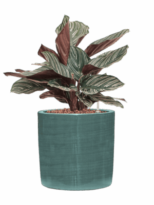 Calathea Ornata Sanderiana In Plain Striped D 13 H 41 cm - PlantenShop24 - 09-05-2025