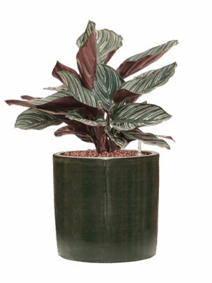 Calathea Ornata Sanderiana In Plain Striped D 13 H 41 cm - PlantenShop24 - 09-05-2025