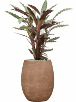 Calathea Rufibarba Wavestar In Baq Algar D 19 H 87 cm - PlantenShop24 - 15-05-2025