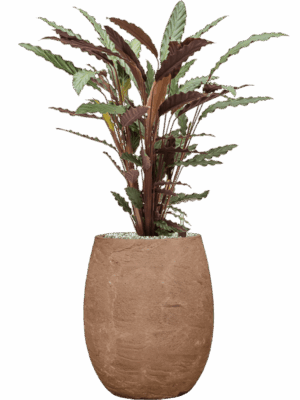 Calathea Rufibarba Wavestar In Baq Algar D 19 H 87 cm - PlantenShop24 - 15-05-2025