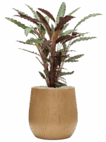 Calathea Rufibarba Wavestar In Baq Raindrop D 19 H 82 cm - PlantenShop24 - 15-05-2025