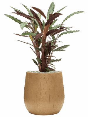 Calathea Rufibarba Wavestar In Baq Raindrop D 19 H 82 cm - PlantenShop24 - 15-05-2025