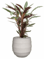 Calathea Rufibarba Wavestar In Bordo D 19 H 79 cm - PlantenShop24 - 15-05-2025