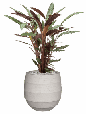 Calathea Rufibarba Wavestar In Bordo D 19 H 79 cm - PlantenShop24 - 15-05-2025