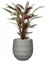 Calathea Rufibarba Wavestar In Bordo D 19 H 79 cm - PlantenShop24 - 15-05-2025