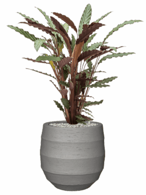 Calathea Rufibarba Wavestar In Bordo D 19 H 79 cm - PlantenShop24 - 15-05-2025