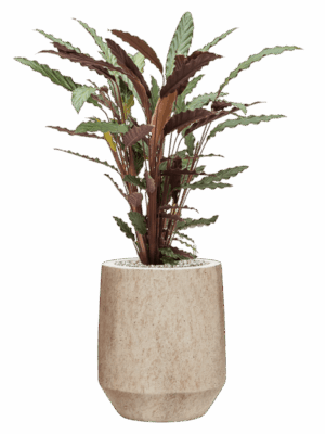 Calathea Rufibarba Wavestar In Mineral D 19 H 83 cm - PlantenShop24 - 15-05-2025