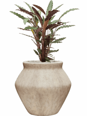 Calathea Rufibarba Wavestar In Mineral D 19 H 96 cm - PlantenShop24 - 01-05-2025