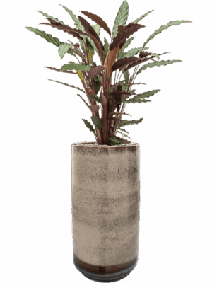 Calathea Rufibarba Wavestar In Noaz D 19 H 99 cm - PlantenShop24 - 15-05-2025