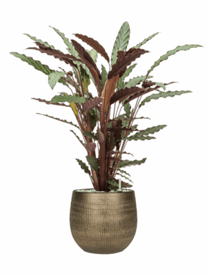 Calathea Rufibarba Wavestar In Ryan D 19 H 94 cm - PlantenShop24 - 15-05-2025