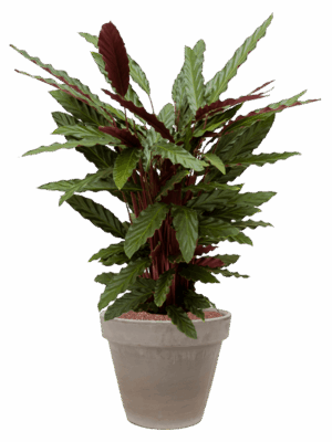 Calathea Rufibarba Wavestar In Terra Cotta D 18 H 102 cm - PlantenShop24 - 21-05-2025