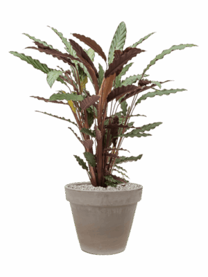Calathea Rufibarba Wavestar In Terra Cotta D 19 H 97 cm - PlantenShop24 - 15-05-2025