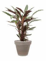 Calathea Rufibarba Wavestar In Terra Cotta D 19 H 97 cm - PlantenShop24 - 21-05-2025