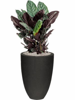 Calathea Sanderiana In Capi Urban Smooth NL D 24 H 95 cm - PlantenShop24 - 08-05-2025