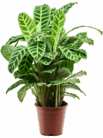 Calathea Zebrina D 19 H 80 cm - PlantenShop24 - 01-05-2025