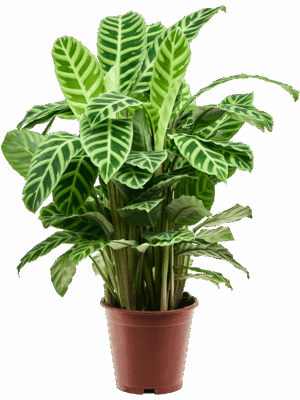 Calathea Zebrina D 19 H 80 cm - PlantenShop24 - 24-06-2025