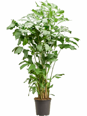 Caryota Mitis D 30 H 175 cm - PlantenShop24 - 22-07-2025