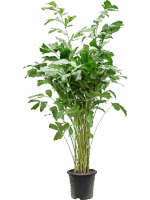 Caryota Mitis D 32 H 180 cm - PlantenShop24 - 14-05-2025