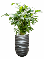 Caryota Mitis In Baq Gradient Lee D 21 H 144 cm - PlantenShop24 - 27-05-2025