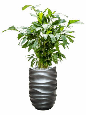 Caryota Mitis In Baq Gradient Lee D 21 H 144 cm - PlantenShop24 - 27-05-2025