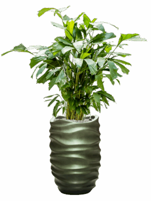 Caryota Mitis In Baq Gradient Lee D 21 H 145 cm - PlantenShop24 - 27-05-2025