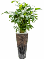 Caryota Mitis In Baq Luxe Lite Universe Comet D 21 H 157 cm - PlantenShop24 - 27-05-2025
