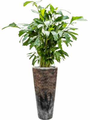 Caryota Mitis In Baq Luxe Lite Universe Comet D 21 H 157 cm - PlantenShop24 - 27-05-2025