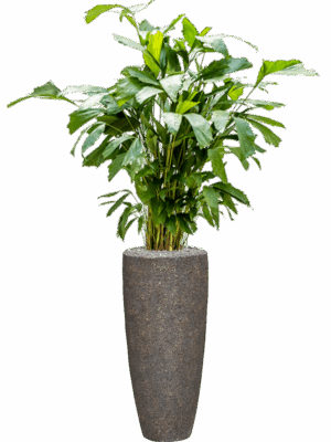 Caryota Mitis In Baq Naturescast D 21 H 157 cm - PlantenShop24 - 27-05-2025